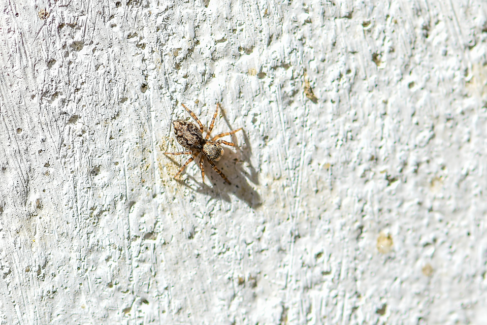 Pseudeuophrys