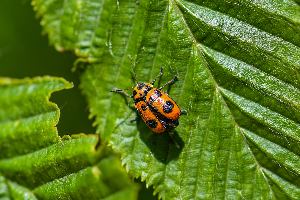 Cryptocephalus sexpunctatus - hatfoltos zömökbogár Cryptocephalus sexpunctatus - hatfoltos zömökbogár