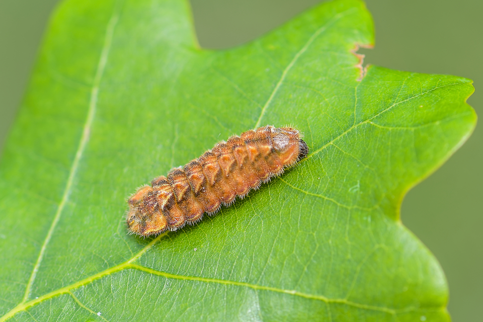 Neozephyrus quercus - tölgyfalepke