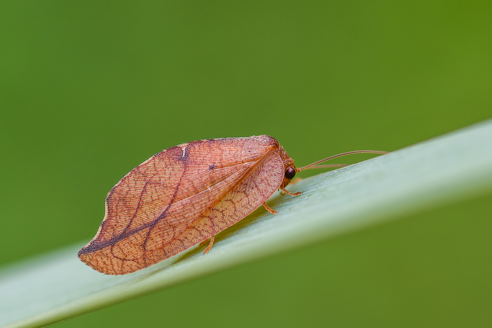 Drepanepteryx phalaenoides