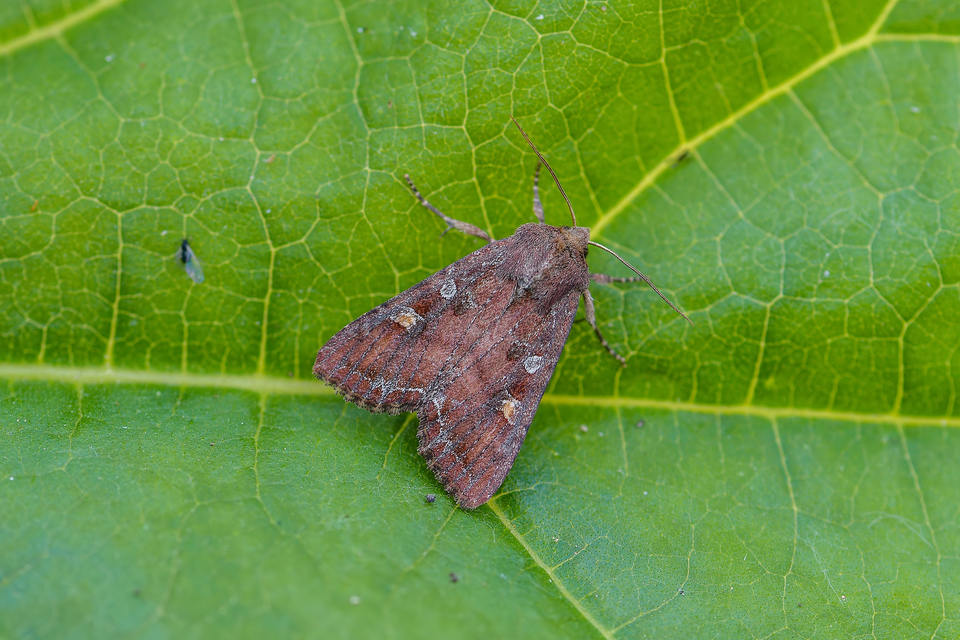 Lacanobia oleracea - saláta-kertibagoly