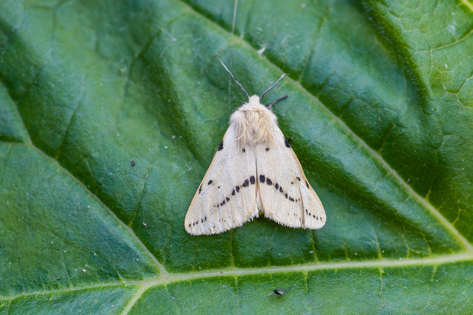 Spilarctia lutea - sárgás medvelepke