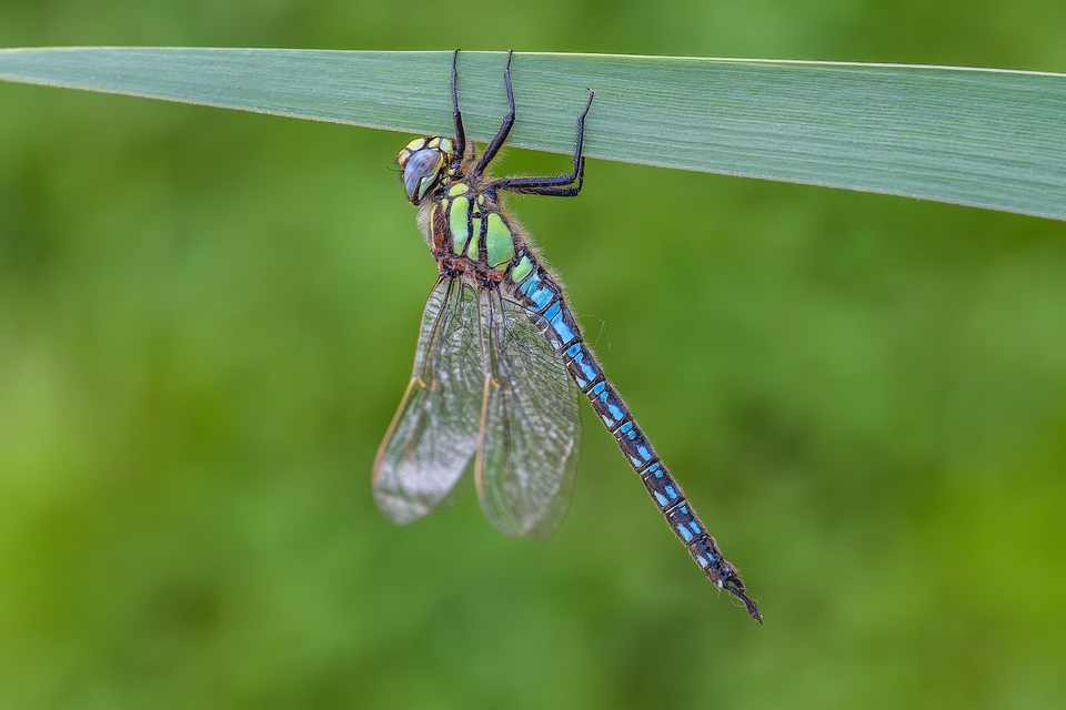 Brachytron pratense - szőrös karcsúacsa
