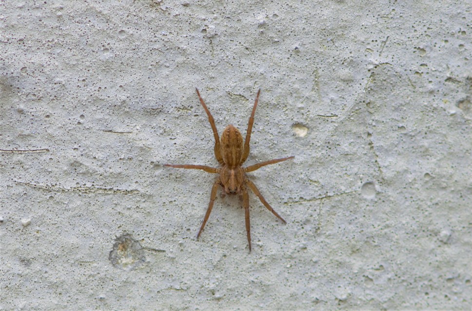 Trochosa