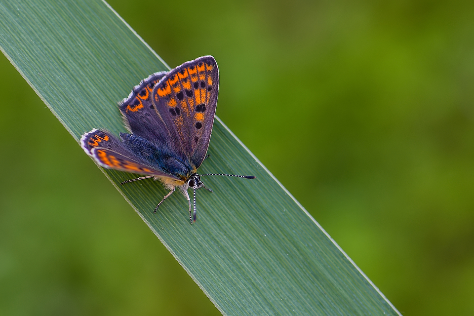 Lycaena tityrus - barna tűzlepke