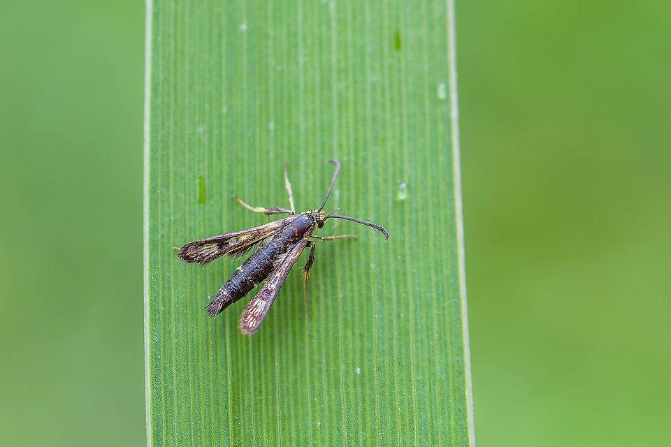 Sesiidae - szitkárfélék
