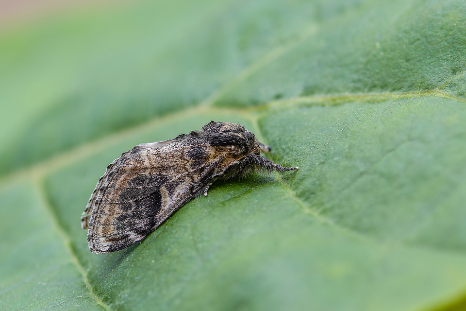 Notodonta tritophus - tarajos púposszövő