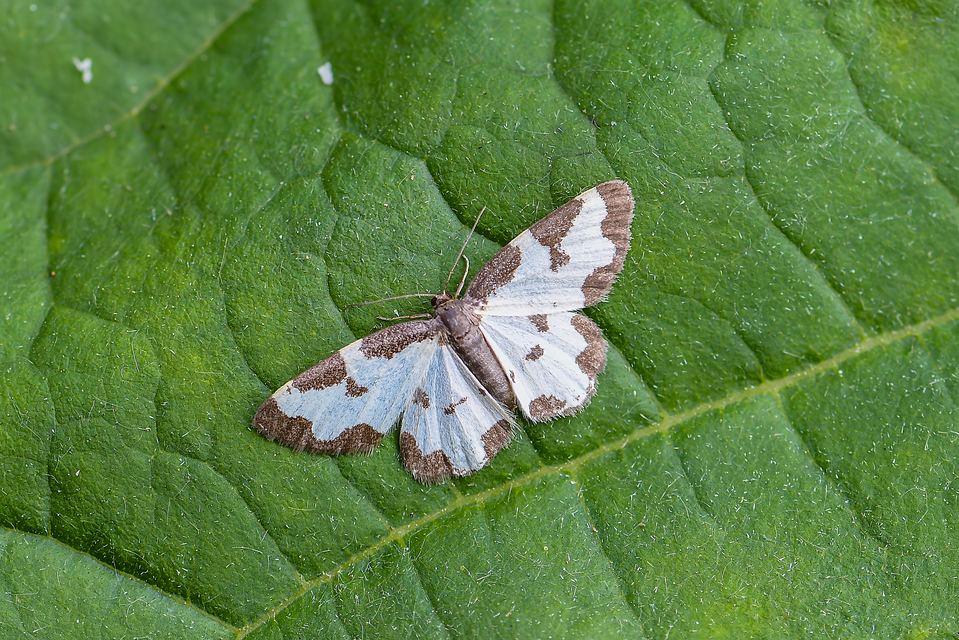 Lomaspilis marginata - szegélyes nyárfaaraszoló