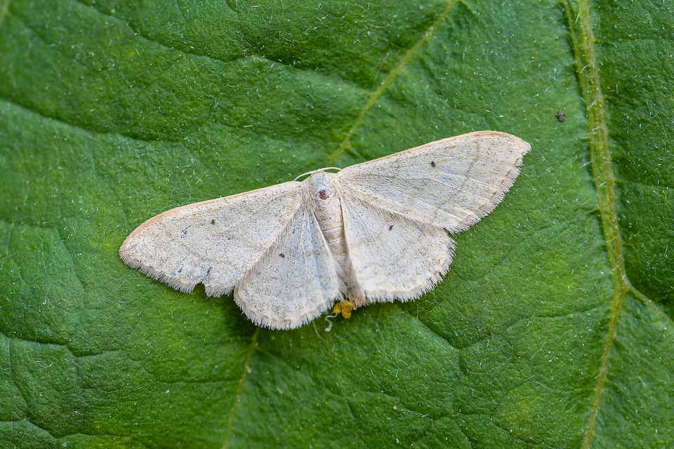 Idaea deversaria - egyszínű sávosaraszoló