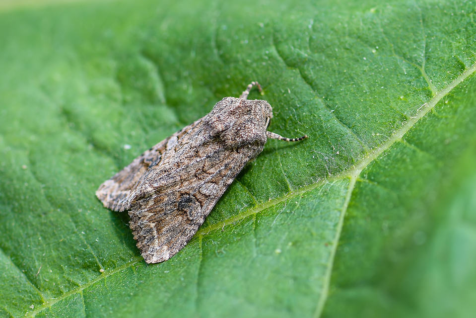Hadula trifolii - lóherebagoly Hadula trifolii - lóherebagoly