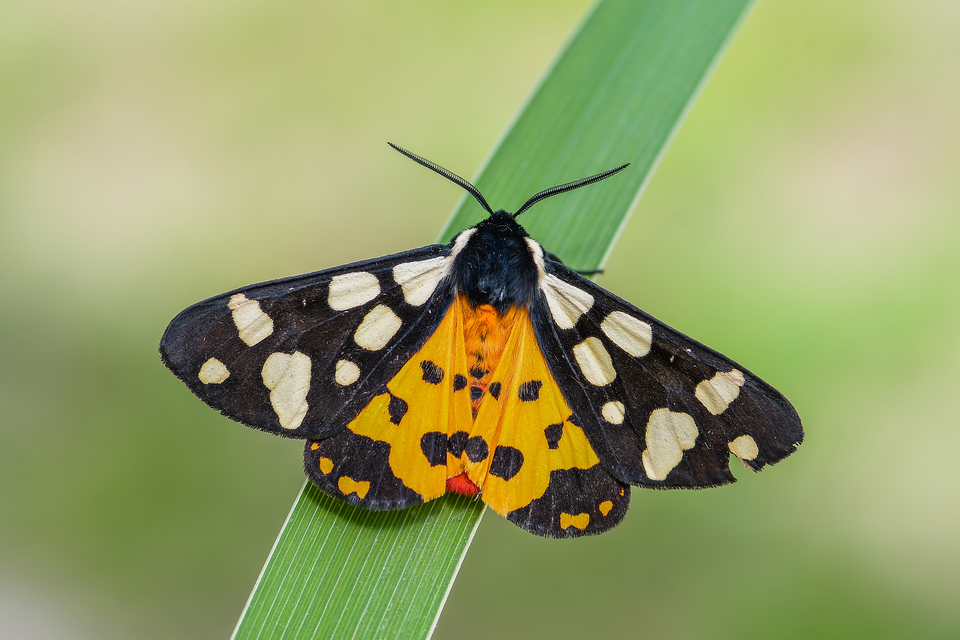 Arctia villica - fekete medvelepke