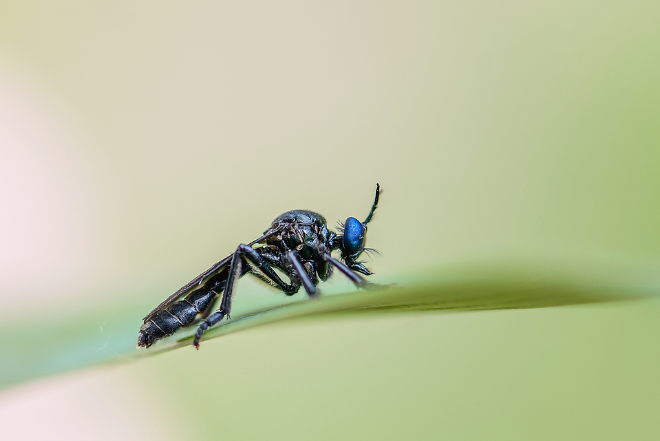 Dioctria atricapilla