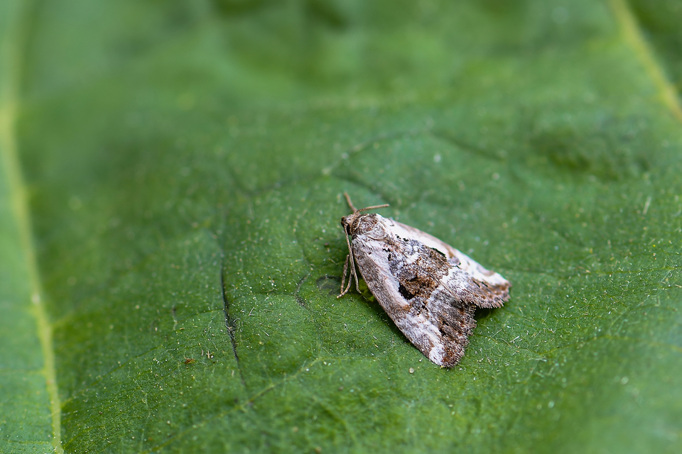 Hapalotis venustula - rózsaszínű mázasbagoly
