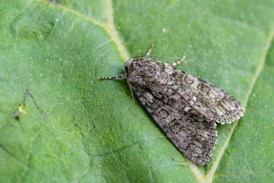 Acronicta rumicis - sóska-szigonyosbagoly