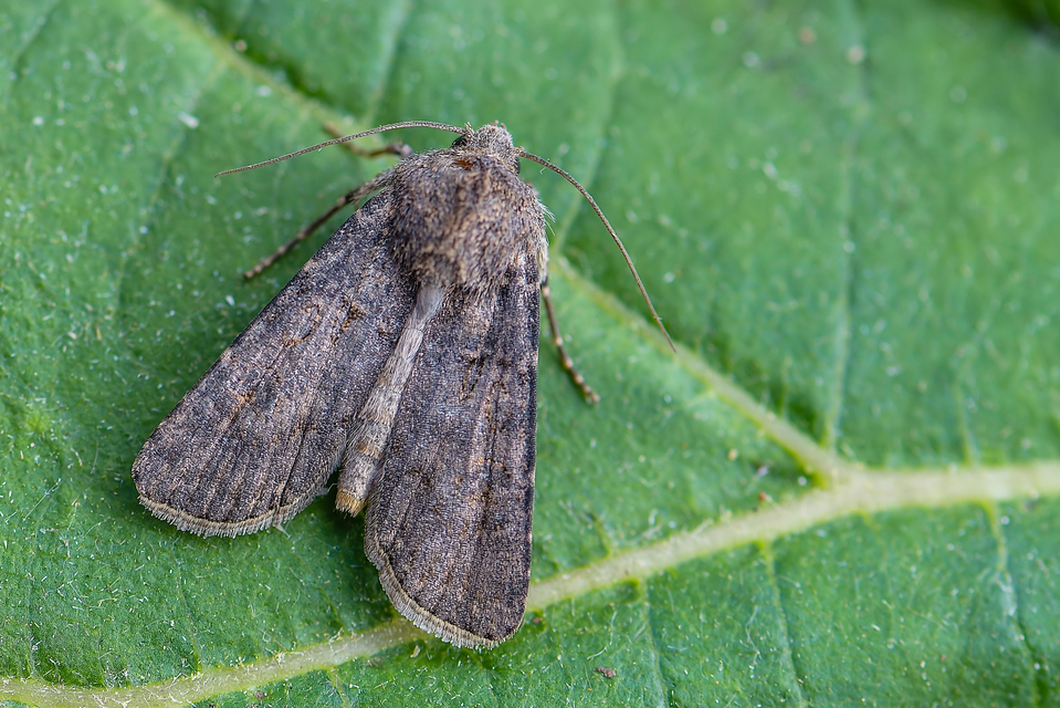 Agrotis segetum - vetési földibagoly
