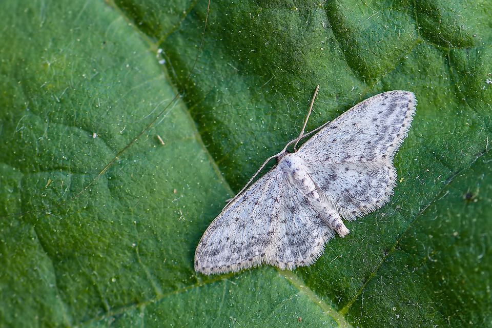 Idaea seriata - szürke apróaraszoló