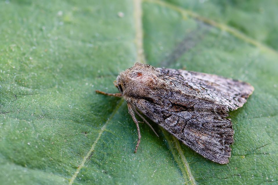 Lacanobia thalassina - borbolya-kertibagoly