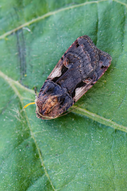 Xestia c-nigrum - c-betűs fűbagoly