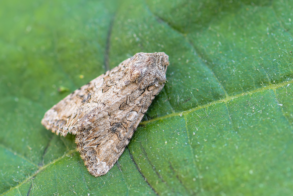 Hadula trifolii - lóherebagoly Hadula trifolii - lóherebagoly