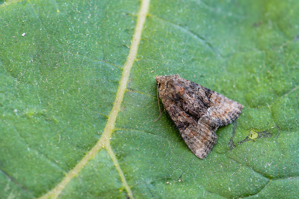 Oligia strigilis/latruncula/versicolor