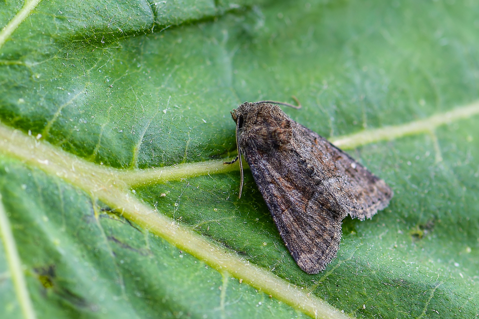 Oligia strigilis/latruncula/versicolor