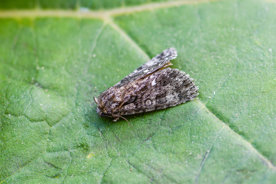 Acronicta rumicis - sóska-szigonyosbagoly