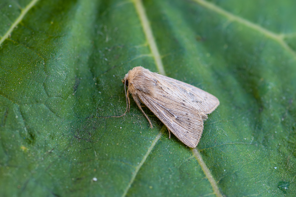 Leucania obsoleta - pontozott rétibagoly