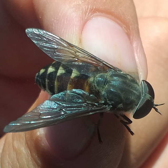 Tabanidae - böglyök