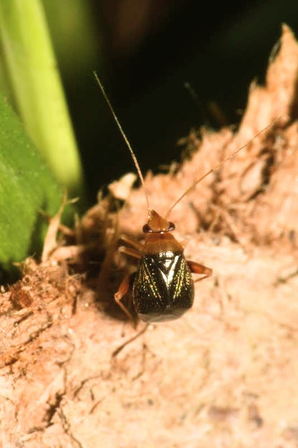 Halticus luteicollis - sárganyakú ugrópoloska