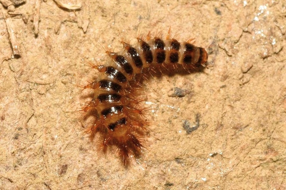 Drilus concolor - fekete csigabogár
