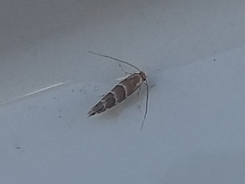 Cameraria ohridella - vadgesztenye-sátorosmoly