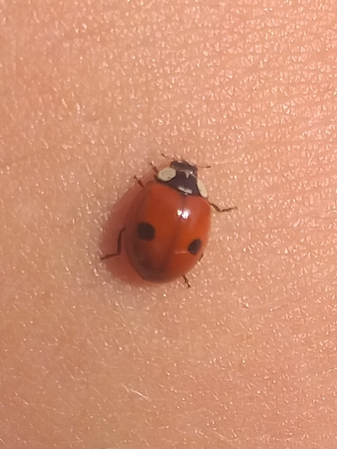 Adalia bipunctata - kétpettyes katica
