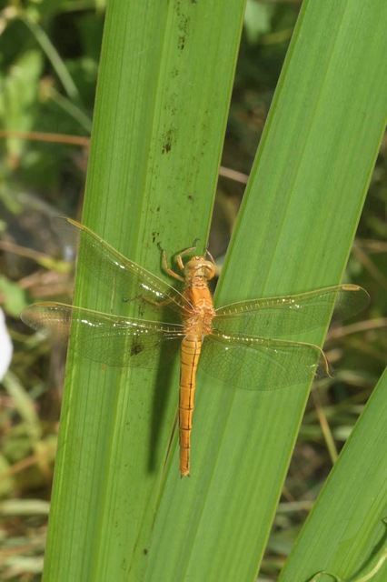 Orthetrum coerulescens - karcsú pásztorszitakötő