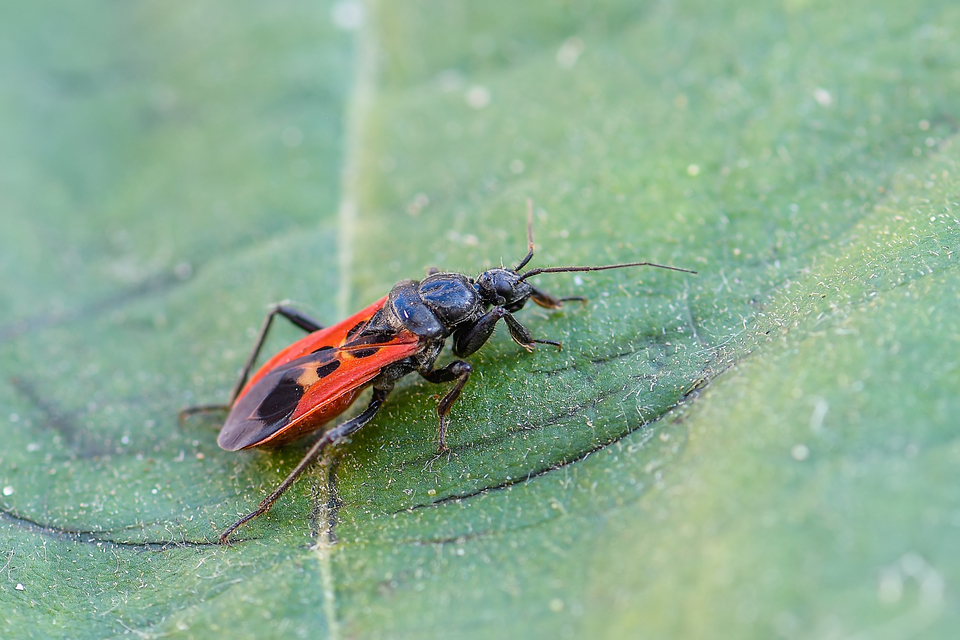 Peirates hybridus - foltos rablópoloska