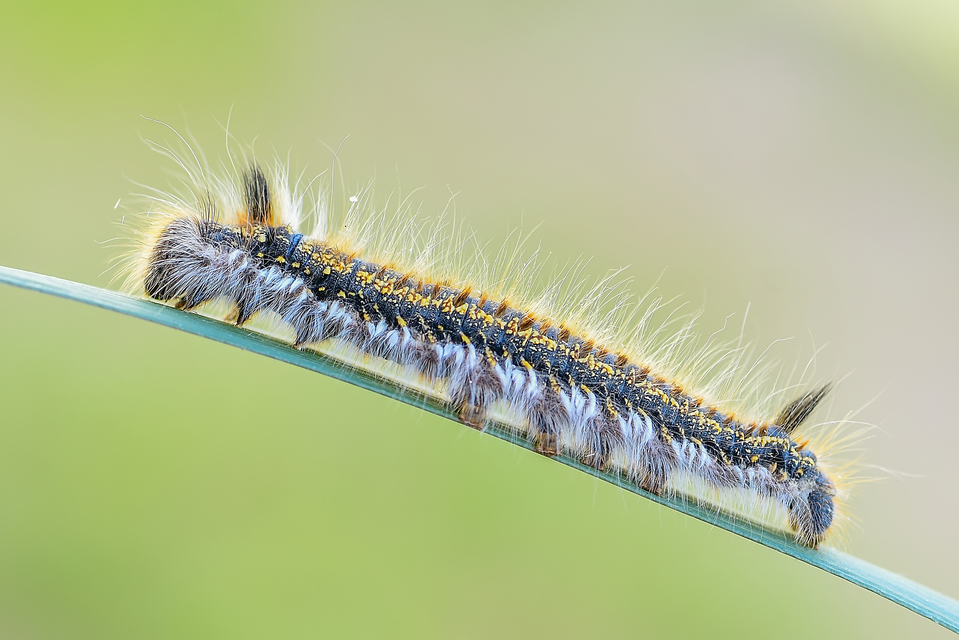 Euthrix potatoria - szomjas pohók