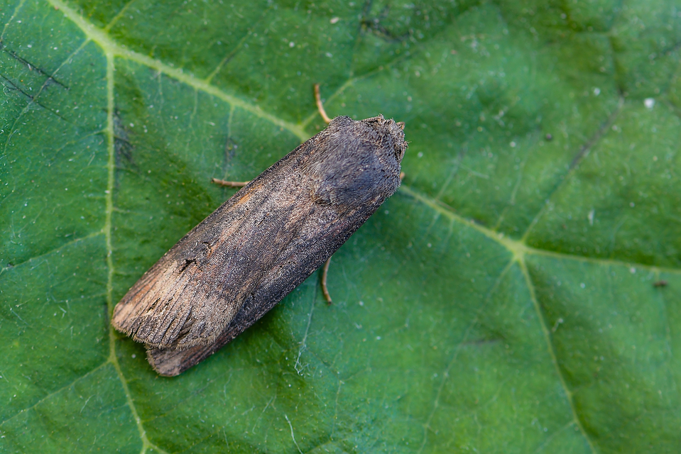 Agrotis ipsilon - nagy földibagoly