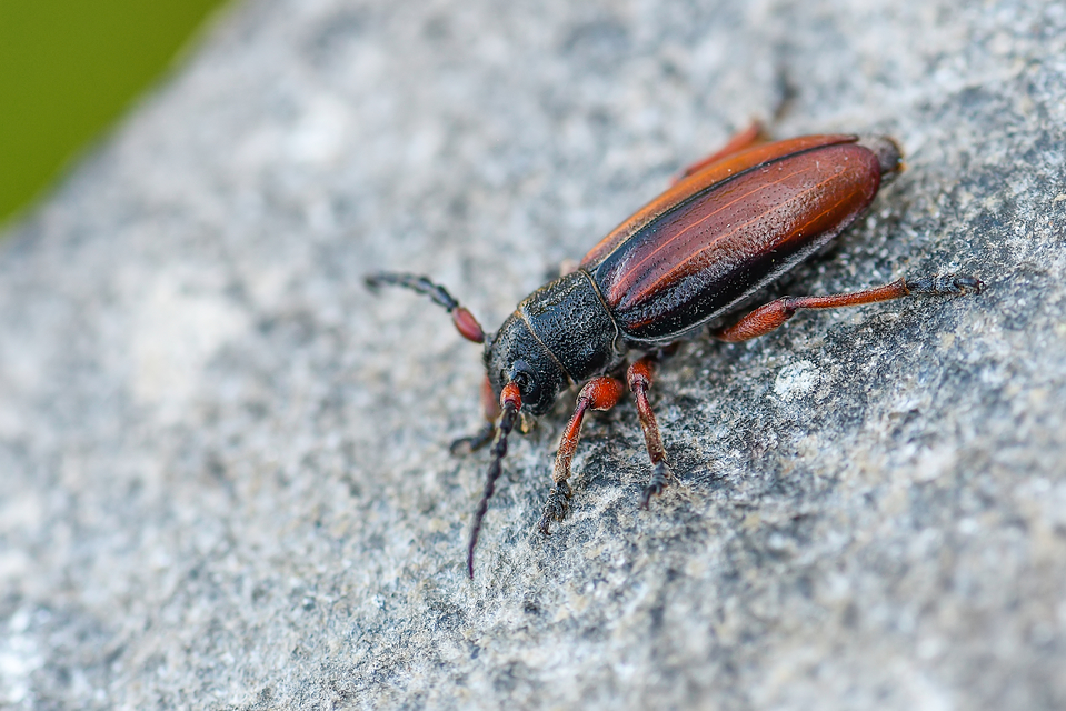 Dorcadion fulvum - barna gyalogcincér