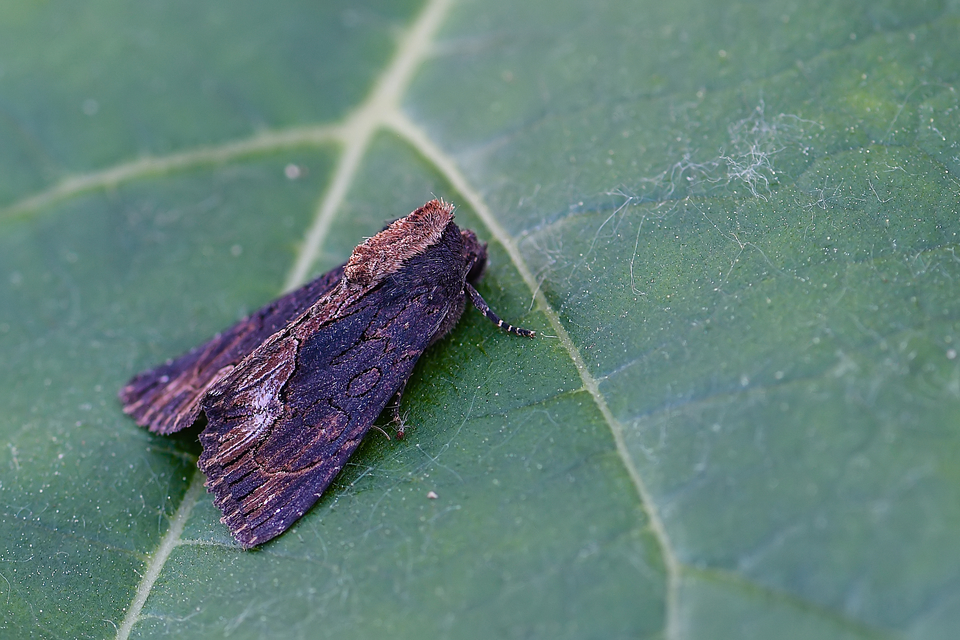 Dypterygia scabriuscula - szurokbarna nyáribagoly
