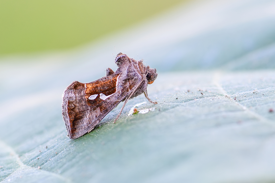 Macdunnoughia confusa - cseppfoltos ezüstbagoly