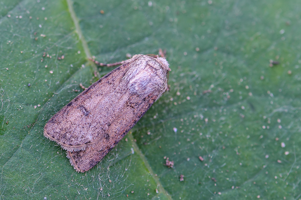 Agrotis segetum - vetési földibagoly