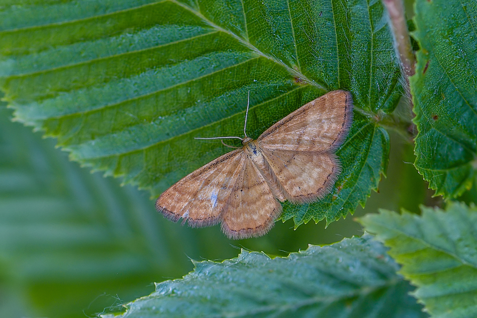 Idaea serpentata - kis sávosaraszoló