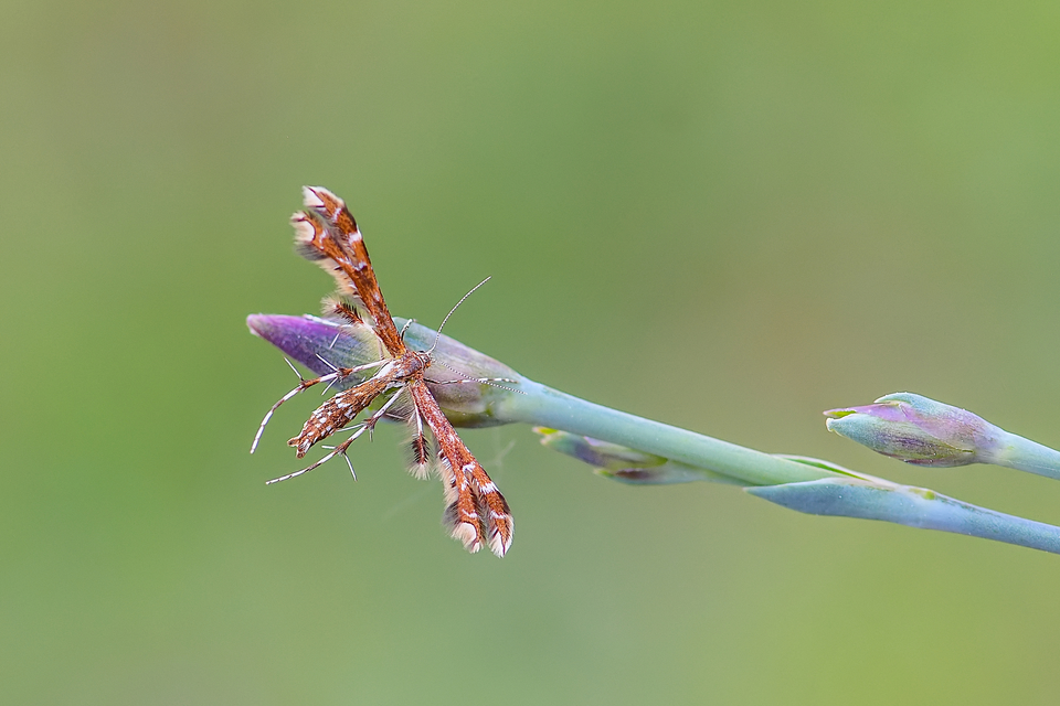 Pterophoridae - tollasmolyfélék