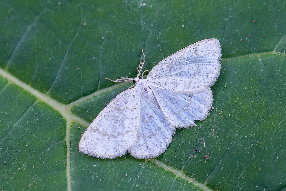 Cabera exanthemata - pettyes égeraraszoló