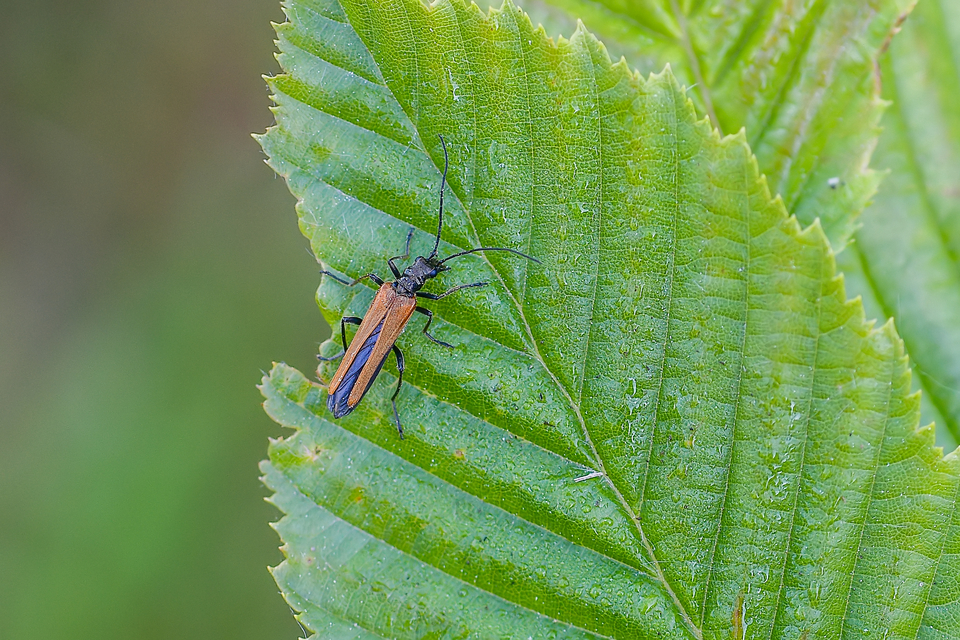 Oedemera femorata - sárgahátú álcincér
