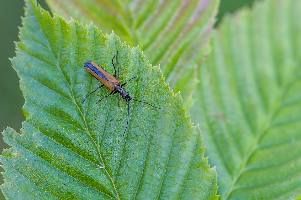 Oedemera femorata - sárgahátú álcincér
