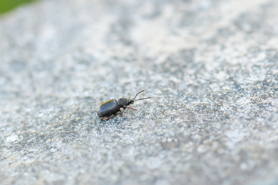 Otiorhynchus ovatus - apró gyalogormányos