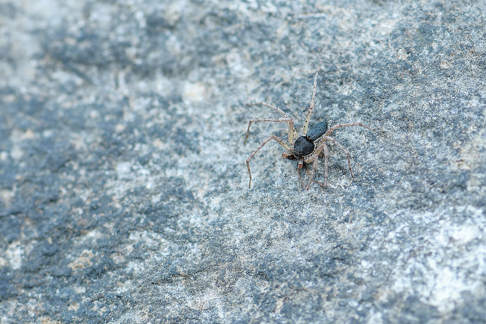 Philodromus dispar - lomb karolópók