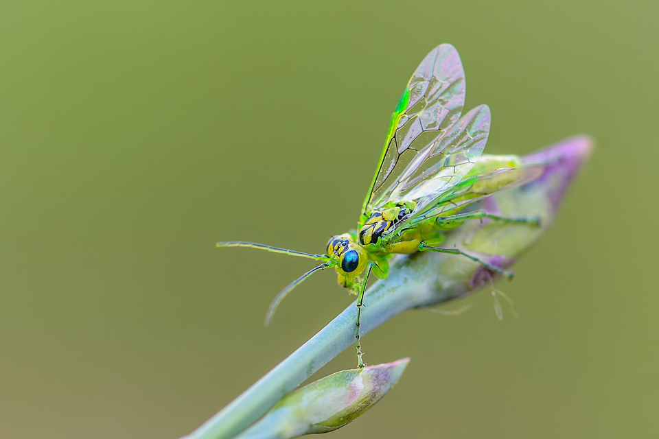 Rhogogaster chlorosoma - aranyszemű ékesdarázs