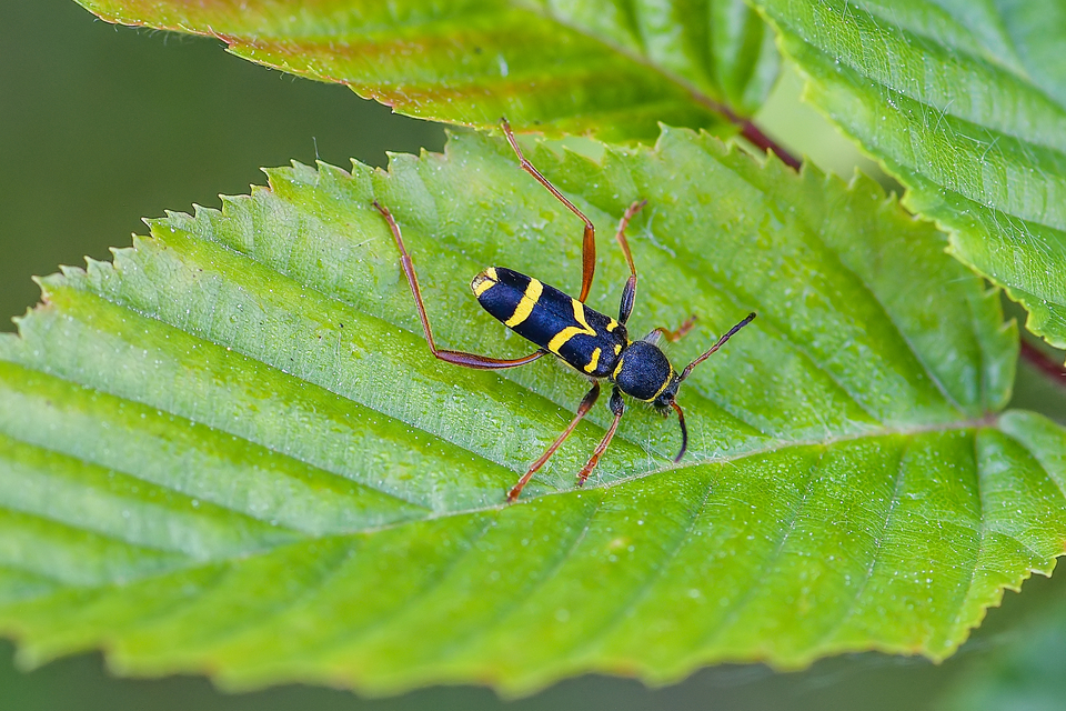 Clytus arietis - közönséges darázscincér