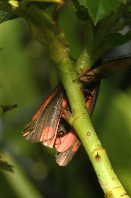 Tyria jacobaeae - jakabfű-medvelepke